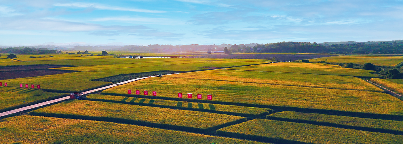 水稻收獲進行時 &nbsp;科技賦能提產增效